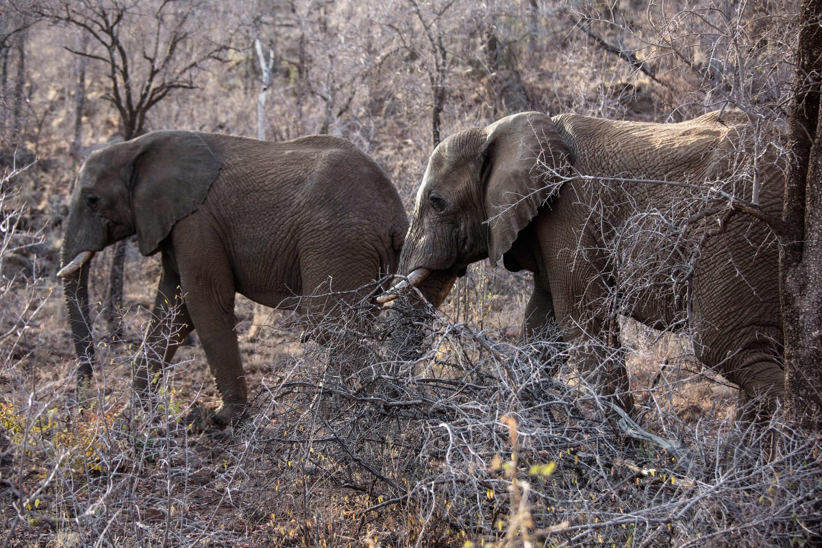 This file photo taken on September 19, 2016 shows elephants roaming through trees and low bush at the Pilanesberg National Park in the North West province, South Africa. AFP / Gianluigi Guercia