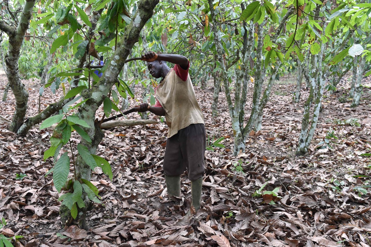 This file photo taken on March 7, 2016, shows a cocoa farmer as he tends to a tree in his cocoa orchard, dry due to lack of rain, in the department of Lakota, south-western Ivory Coast. (AFP / ISSOUF SANOGO)