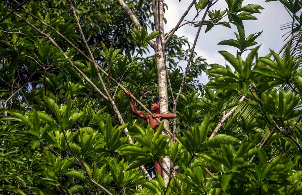 A Waiapi boy climbs up a Geninapo tree to pick fruits to make body paint at the Waiapi indigenous reserve in Amapa state in Brazil on October 13, 2017. AFP / Apu Gomes 
