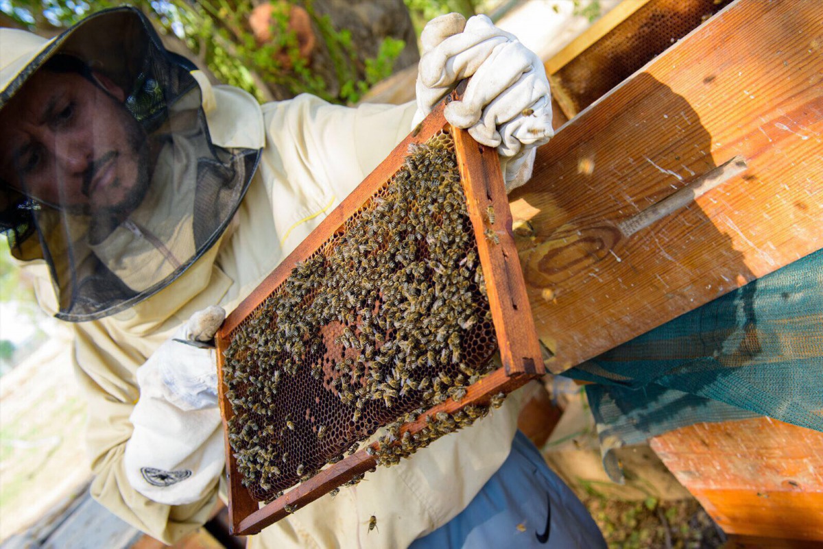 Khalid Saif MA Al Suwaidi, owner of Bu Saif Apiaries, at his farm.  