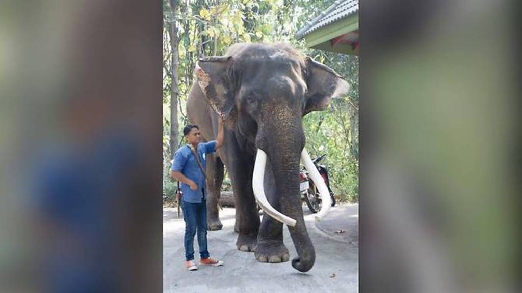 This undated handout photo released by the Chiang Mai Zoo shows the elephant Ekasit, who killed his owner Somsak Riengngen on Nov 28, 2017, standing next to one of the zoo's elephant handlers. (Photo: AFP/Chiang Mai Zoo).