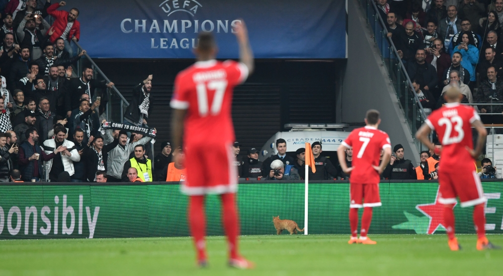 A cat runs on the pitch during the second leg of the last 16 UEFA Champions League football match between Besiktas and Bayern Munich at Besiktas Park in Istanbul on March 14, 2018. / AFP / Bulent Kilic
