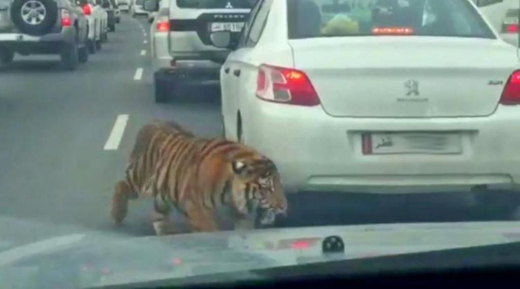 Still from a video shared on social media of a tiger on Doha highway in 2016.
