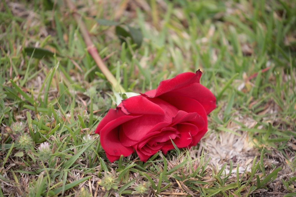 A rose rests in the lawn in front of Santa Fe High School on May 20, 2018 in Santa Fe, Texas. Last Friday, 17-year-old student Dimitrios Pagourtzis entered the school with a shotgun and a pistol and opened fire, killing 10 people. Scott Olson/Getty Images