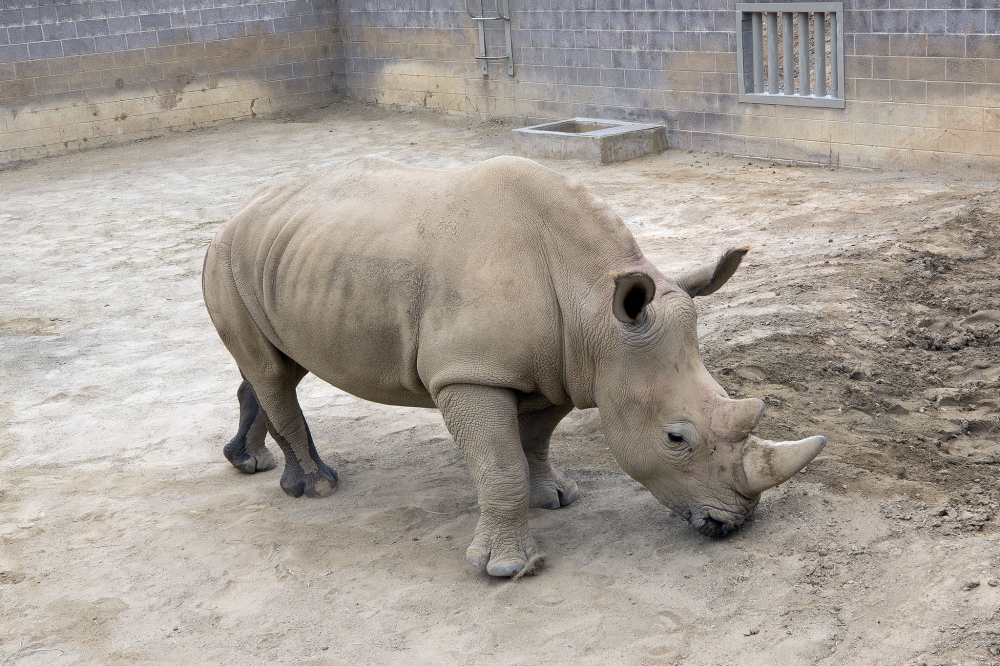 This undated handout photo obtained May 18, 2018, courtesy of the San Diego Zoo Safari Park shows a southern white Rhino. AFP PHOTO / SAN DIEGO ZOO SAFARI PARK/TAMMY SPRATT/HANDOUT