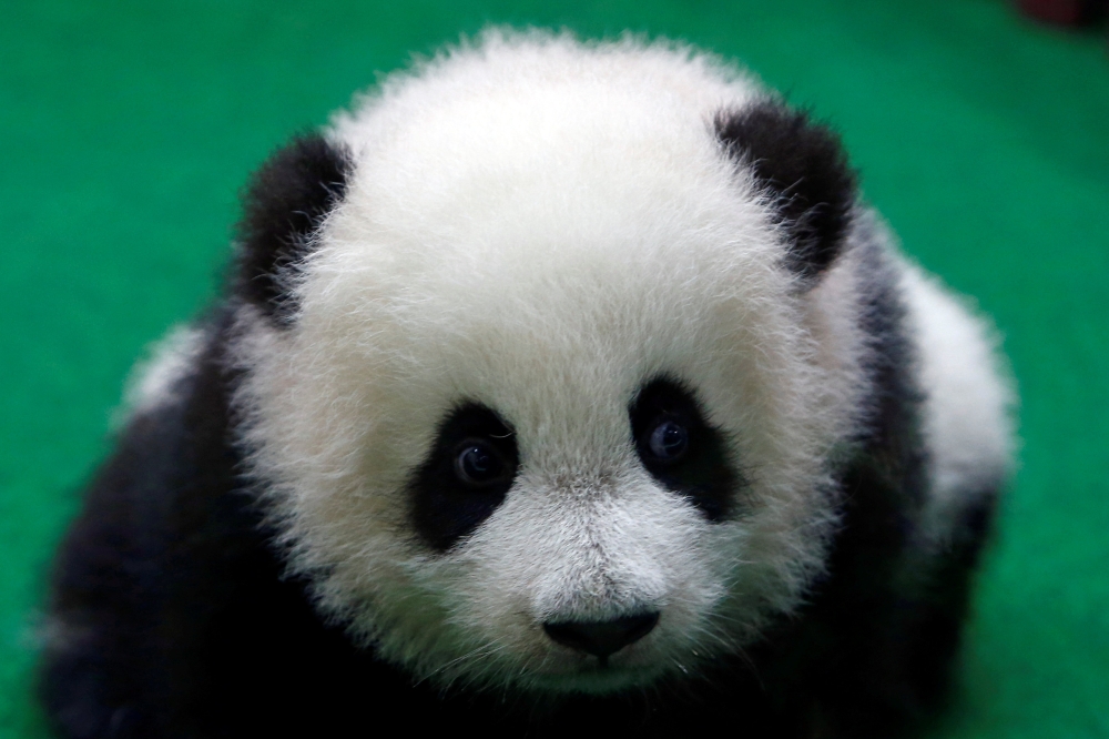 Panda cub makes first public appearance at Malaysia zoo | The Peninsula ...