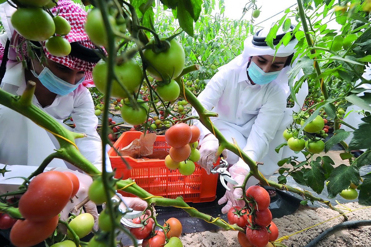 Students learn farming techniques at a farm as part of an initiative by QF. 