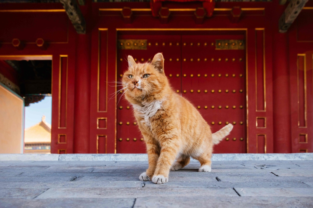 This photo taken on January 22, 2018 shows a cat named 