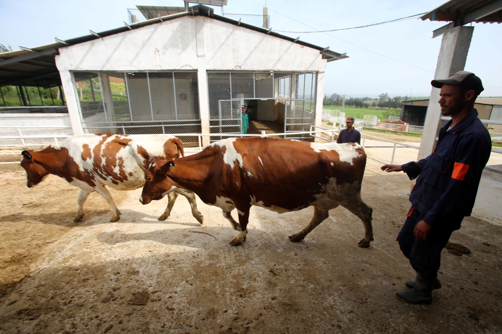 Cows are seen in a farm in Tipaza, Algeria, April 21, 2018. (Reuters / Ramzi Boudina) 