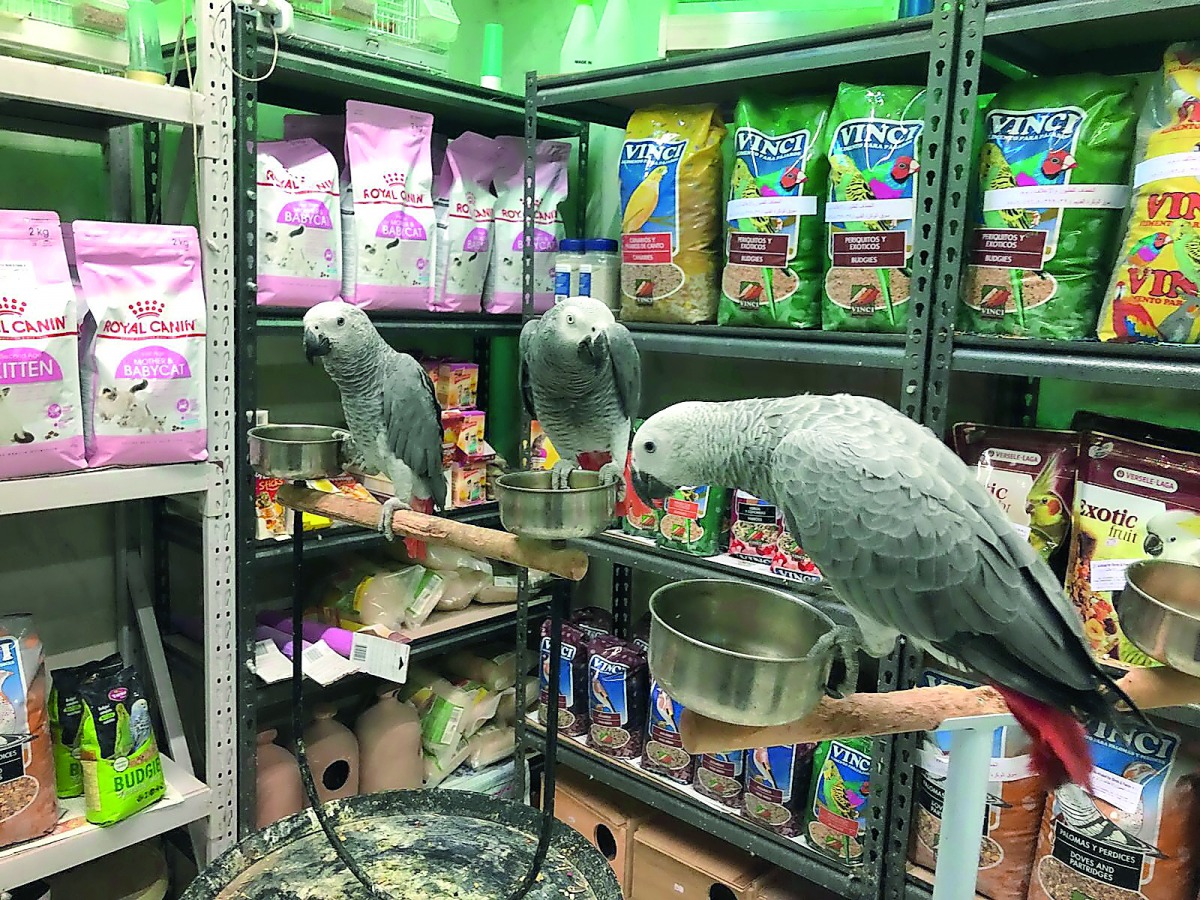 Birds at a pet shop at Souq Al Wakrah.