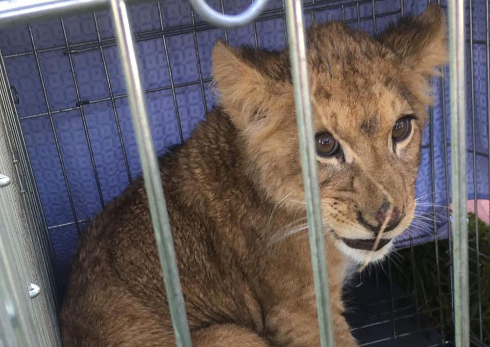 A handout image made available by veterinarian Peter Klaver on October 7, 2018, shows a lion cub which was spotted by a jogger, sitting in a cage and abandoned in a field, near the small village of Tienhoven, about 10 kilometres (six miles) north of Utrec