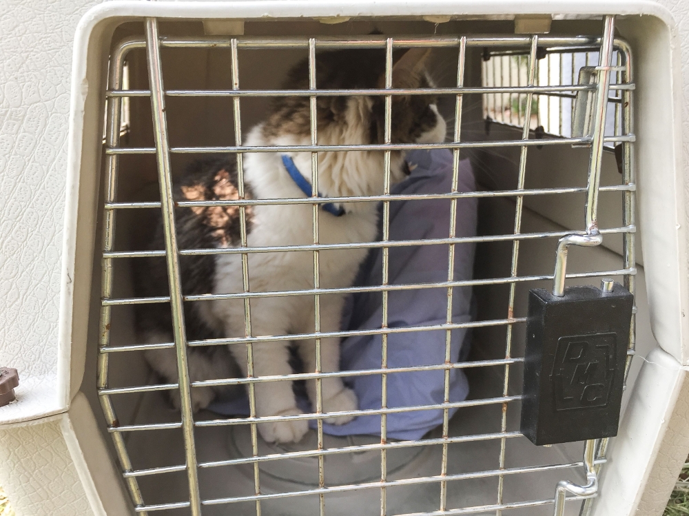 The cat, Luke Skywalker, waits for his family Robert, Brittany and Eva Pieper to pick him up from the shelter in Oroville, south of Paradise, California on November 16, 2018.  / AFP / Javier TOVAR