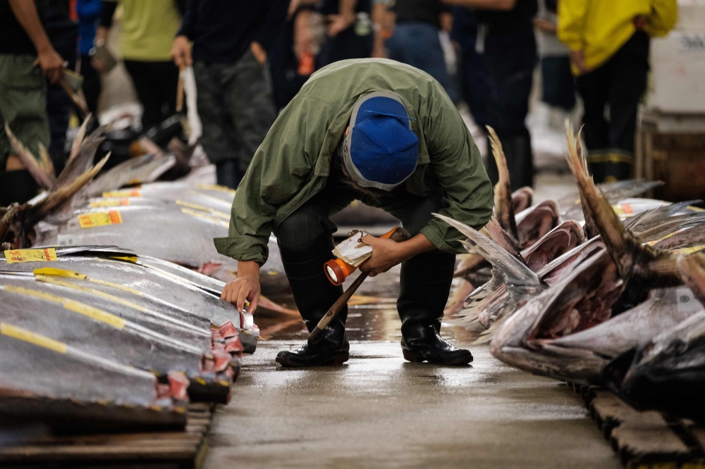 A buyer inspects fish before the final tuna auction at the landmark Tsukiji fish market the last day of operations before closing its doors in Tokyo on October 6 2018 AFP Nicolas Datiche