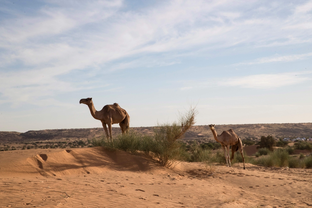 Camels stand in the desert around Oualata on November 21, 2018. The Old Cities Festival takes place in Oualata from November 20 to November 26, 2018. / AFP / Thomas SAMSON