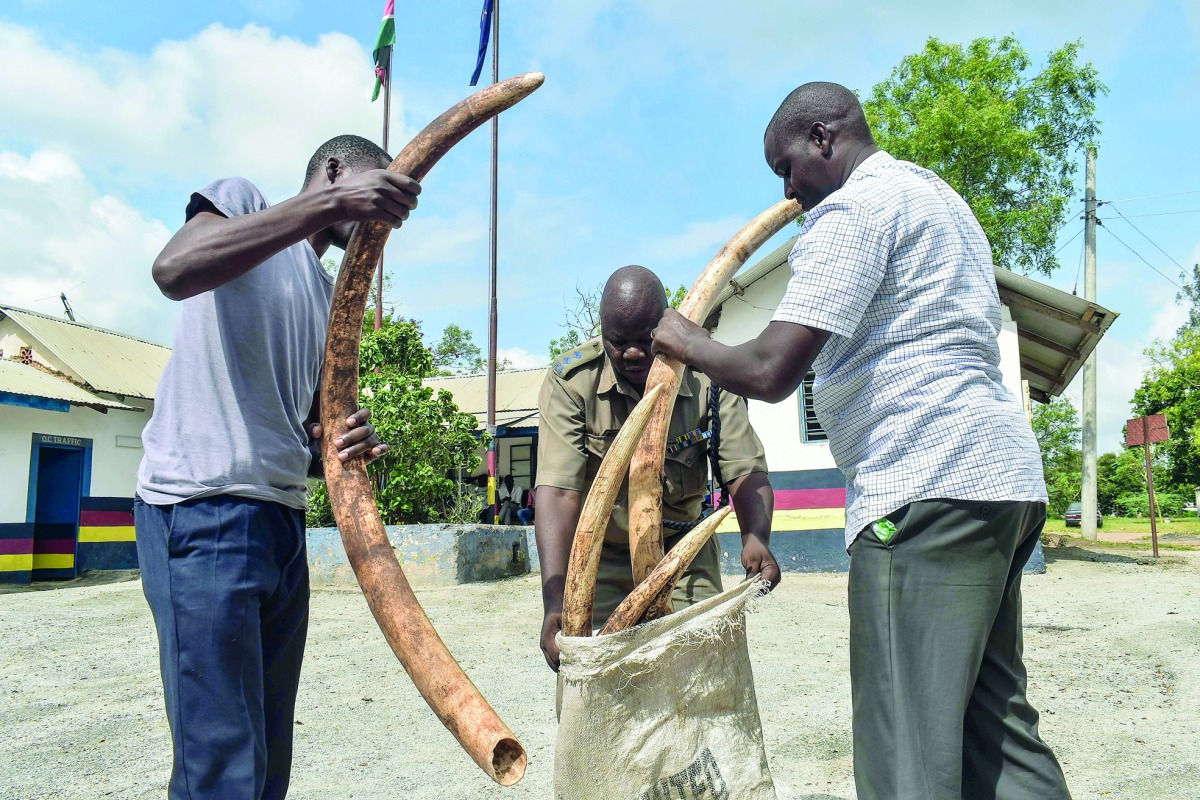 Police officers show seized 11 pieces of ivory weighing 55 kg estimated to be of street value 5.5 million Kenyan Shilling (about 47.300 euro) at Mariakani, southeast Kenya, on December 5, 2018.  AFP 