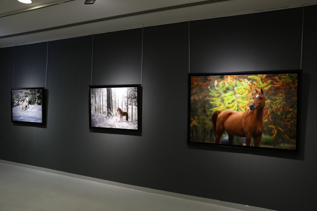 Katara hosts equine exhibition of Qatari photographer | The Peninsula Qatar