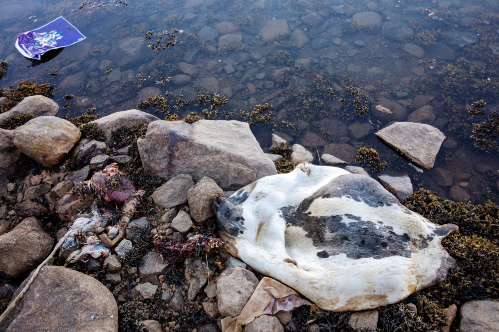 REPRSENTATIVE IMAGE: A seal carcass and offal rests on the shoreline of the harbour in the town of Tasiilaq, Greenland, June 18, 2018. Reuters/Lucas Jackson
