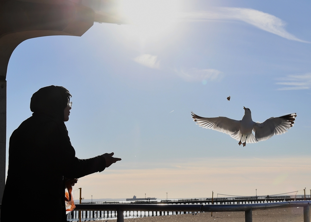A man feeds a seagulls on the Coney Island Boardwalk on a cold winter day in New York on January 22, 2019. AFP / Angela Weiss