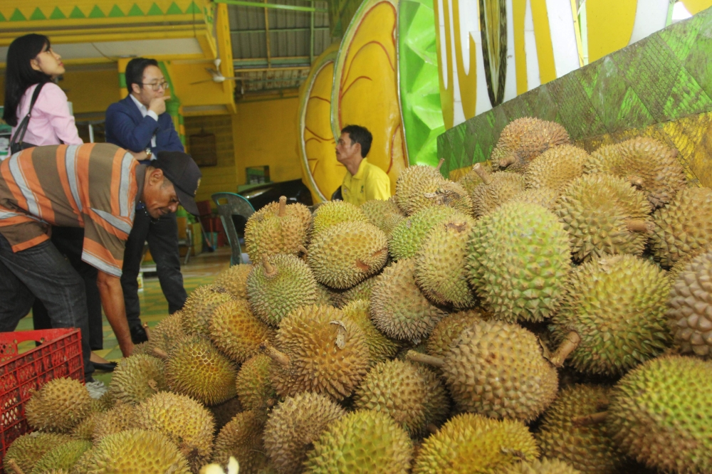 Indonesian customers sample durian fruits, which sell between 1.4 to 7 USD, at a stall in Medan on January 30, 2019. AFP / Rahmad Suryadi 