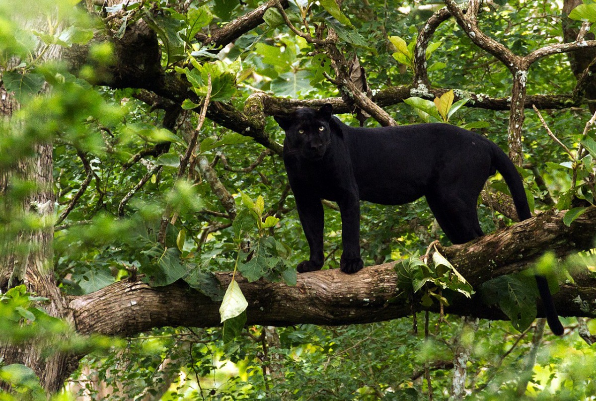 File photo of a melanistic Indian leopard in Nagarhole National Park (Photo courtesy: David V Raju / CC BY-SA 4.0 /Wikipedia) 
