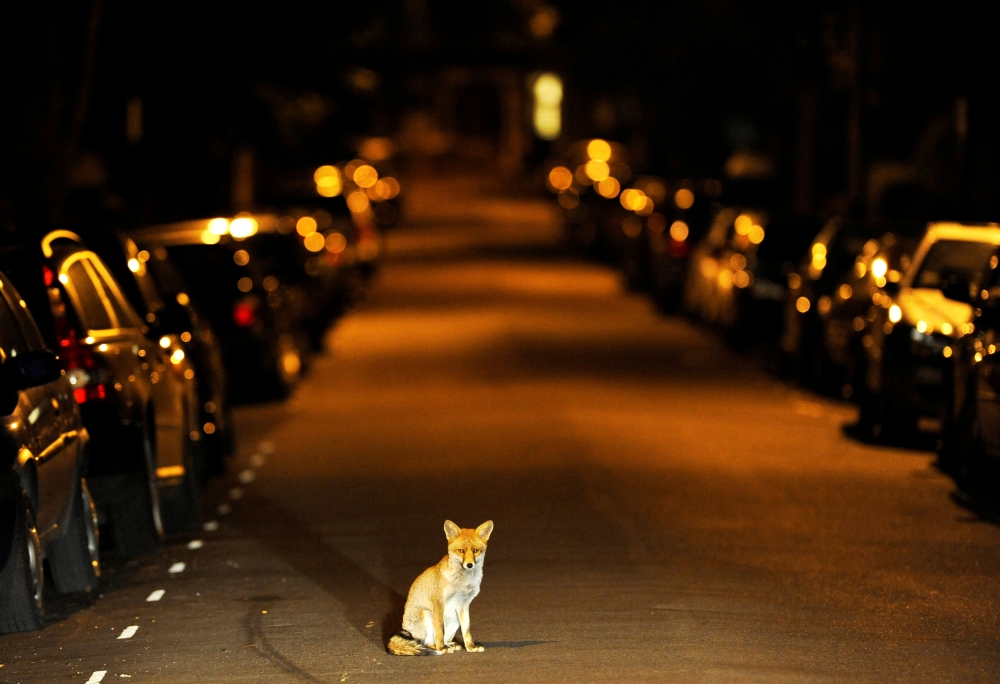 An urban fox sits in the middle of a south London road in the early hours of September 17, 2008. Reuters/Dylan Martinez