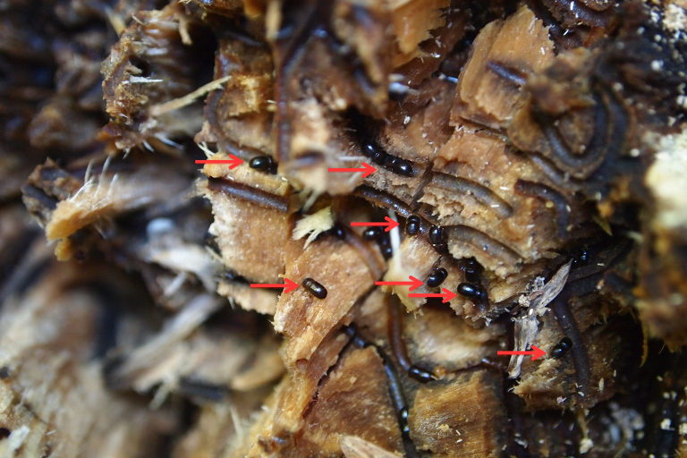 Many adult female polyphagous shot hole borers, shown by red arrows, can be seen in this cross section of an infested tree.  Photo: Akif Eskalen, University of California Riverside via plantheroes.org