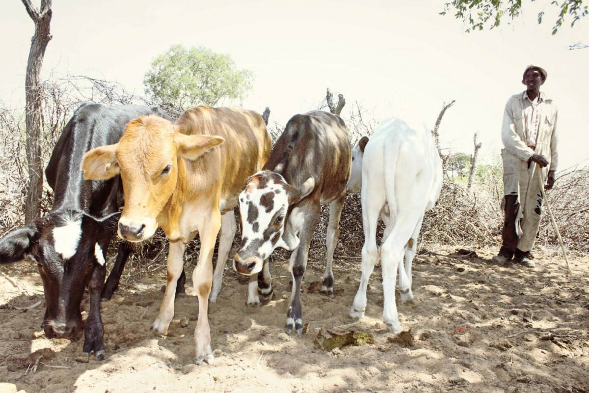 Botswana's farmer Skandi Mokweba look over his four calves near his home in Mosinki, a village near Molepolole in southeast Botswana, March 19, 2019. Thomson Reuters Foundation/Sharon Tshipa 