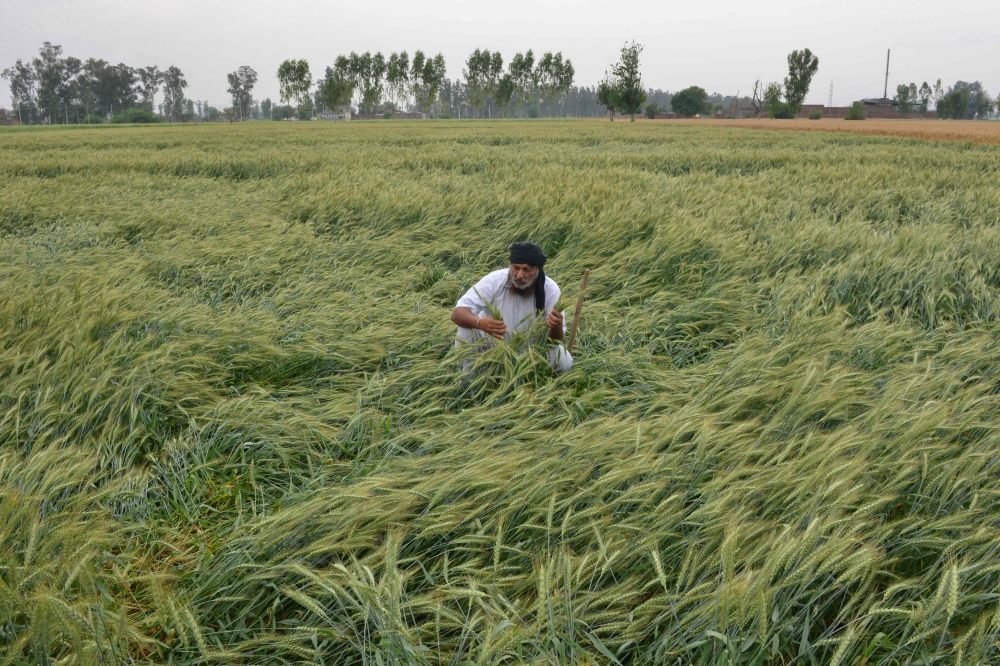 An Indian farmer checks his damaged wheat crop flattened by strong winds and rain on the outskirts of Amritsar on April 16, 2019. / AFP / NARINDER NANU 