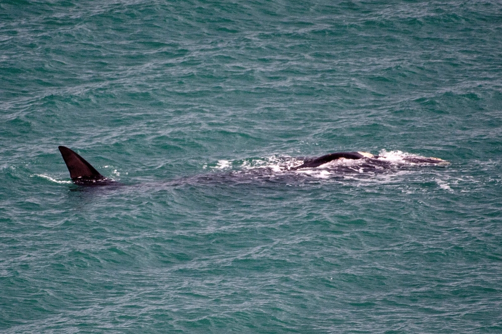 A southern right whale swims in the harbour in Wellington on July 6, 2018. AFP/Marty Melville