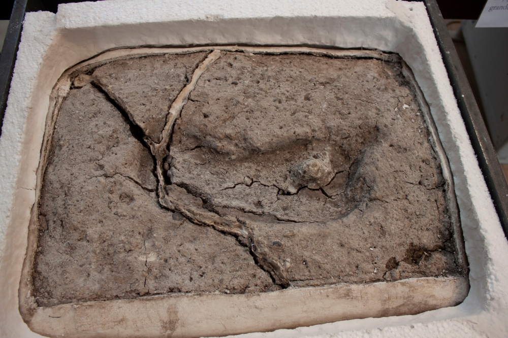 An ancient footprint is pictured, having formed cracks due to desiccation after being extracted from its original site, in Osorno, Chile sometime in April 2019. Universidad Austral de Chile, Laboratorio de Sitio Pilauco/Handout via REUTERS