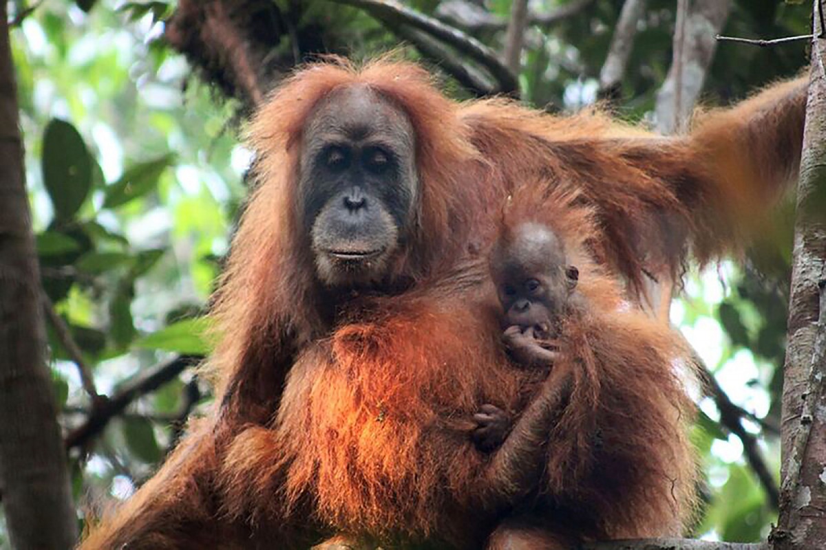 Tapanuli orangutan in North Sumatra (AFP/Sumatran Orangutan Conservation Programme) 