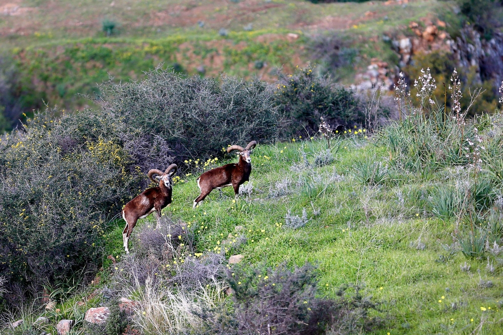 Cypriot mouflons (Ovis orientalis orientalis ophion) inside the buffer zone that slices between the internationally recognised Republic of Cyprus and the Turkish-occupied north, near Variseia, some 70 kilometers west of the capital Nicosia on February 13,
