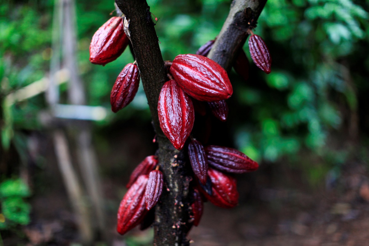 Ghana raises cocoa prices following Ivory Coast hike