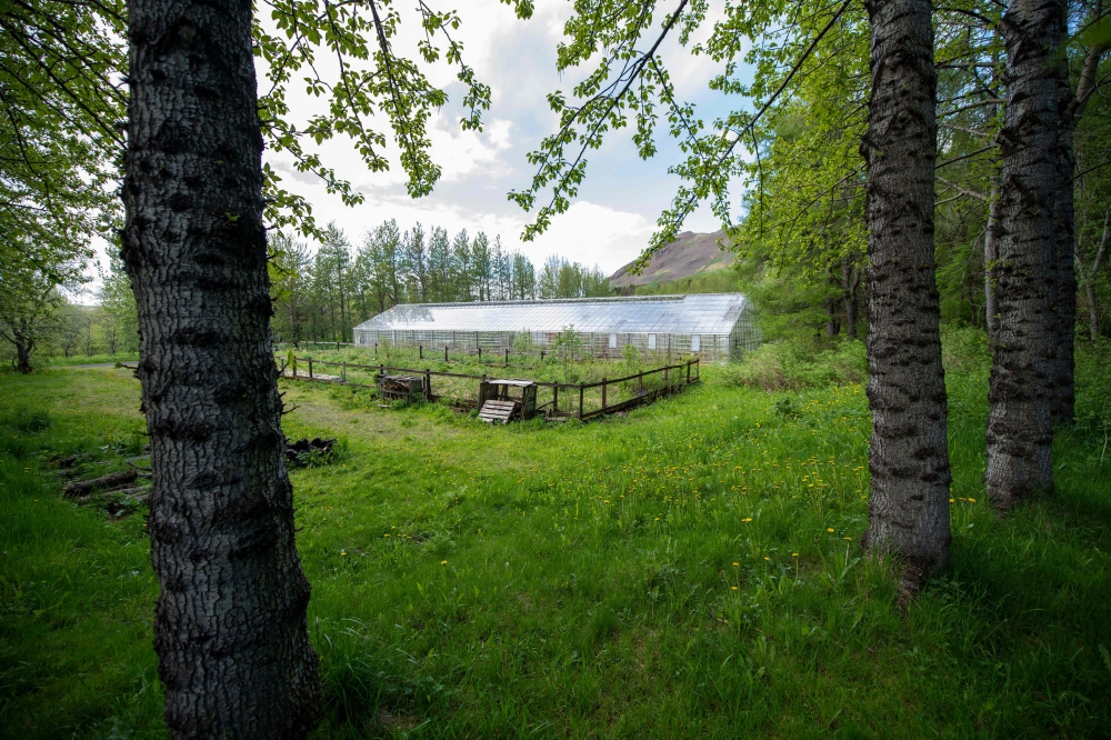 A greenhouse in Mogilsa Forest is pictured close to Reykjavik, Iceland on May 21, 2019.  AFP / Halldor Kolbeins
