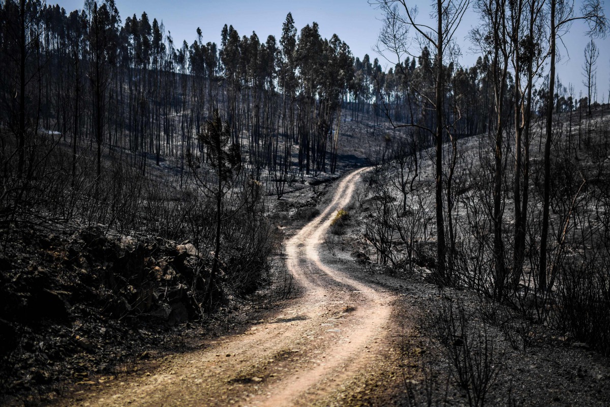 Picture shows a road along burnt forests after a wildfire in Macao, central Portugal on July 22, 2019. / AFP / Patricia De Melo Moreira