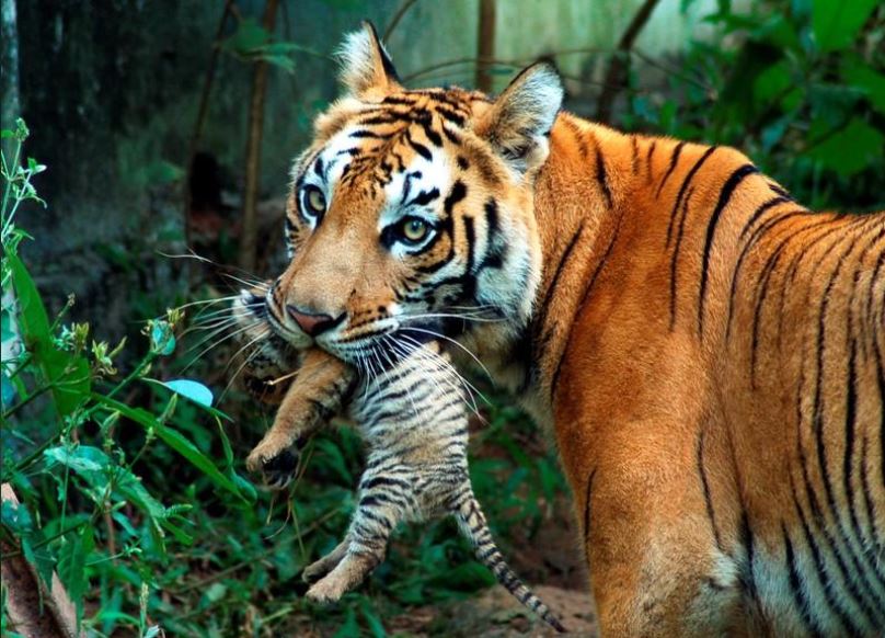 A tigress carries her cub at a zoological park in the northeastern city of Guwahati. (Reuters/Utpal Baruah/File photo)