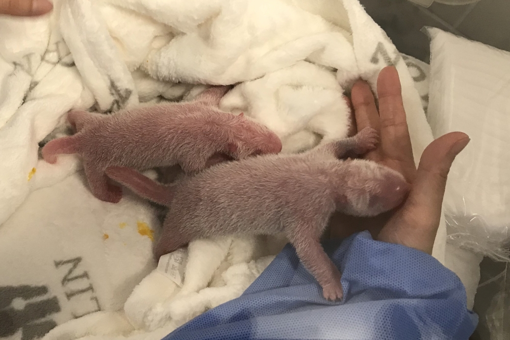A handout picture made available on September 2, 2019 shows the new born panda twins after their birth on August 31, 2019 by their mother Meng-Meng at Berlin Zoo, Berlin, Germany. Berlin Zoo/Handout via REUTERS 