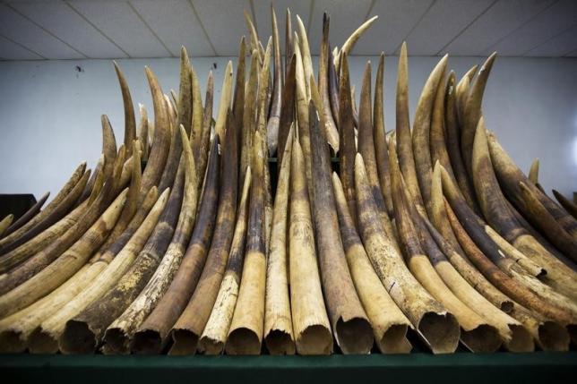 Ivory tusks are displayed after the official start of the destruction of confiscated ivory in Hong Kong, May 15, 2014. Reuters