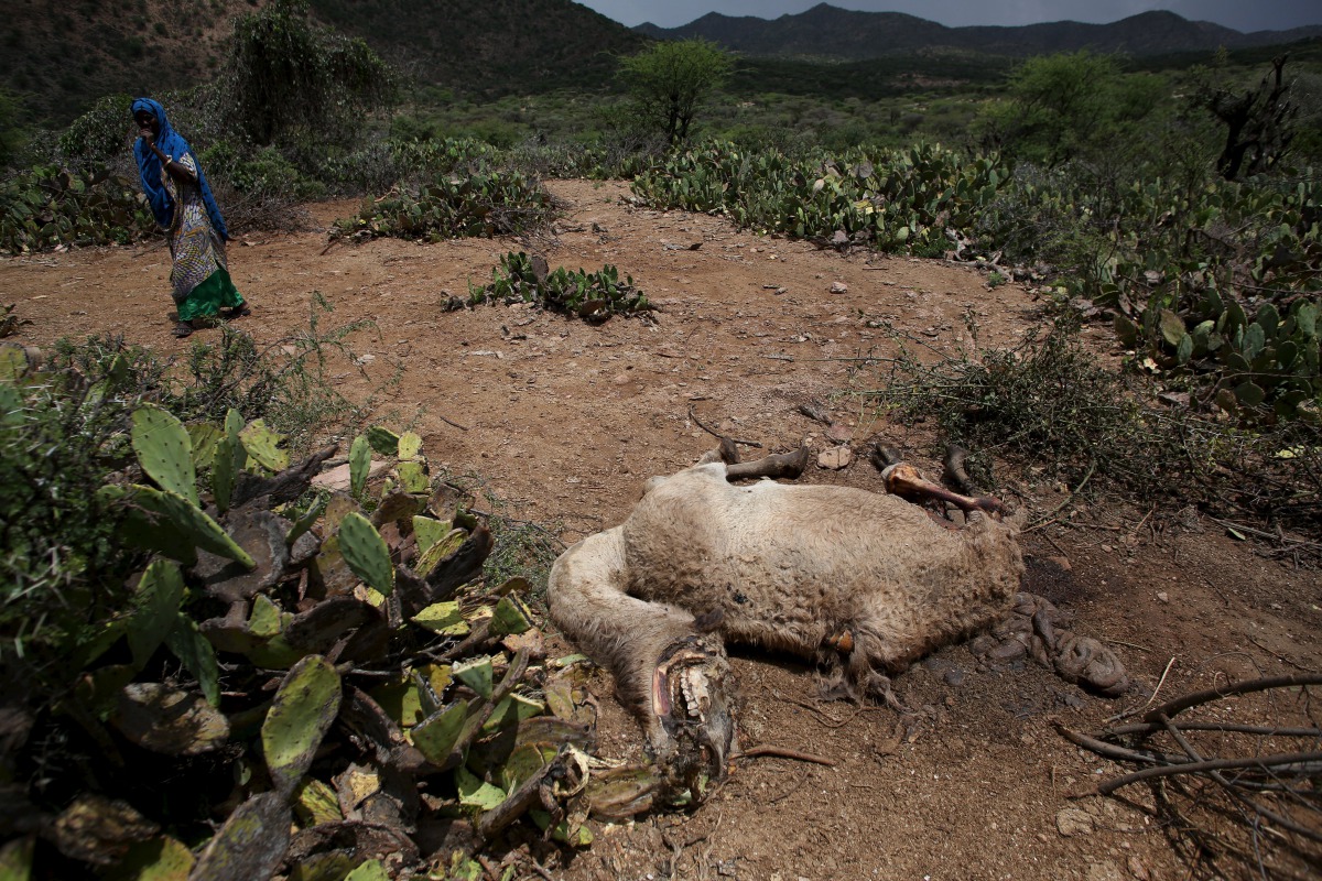 A woman walks past the carcass of a camel that has died due to the severe drought near the town of Qol Ujeed on the border with Ethiopia, Somaliland, April 17, 2016. Reuters / Siegfried Modola