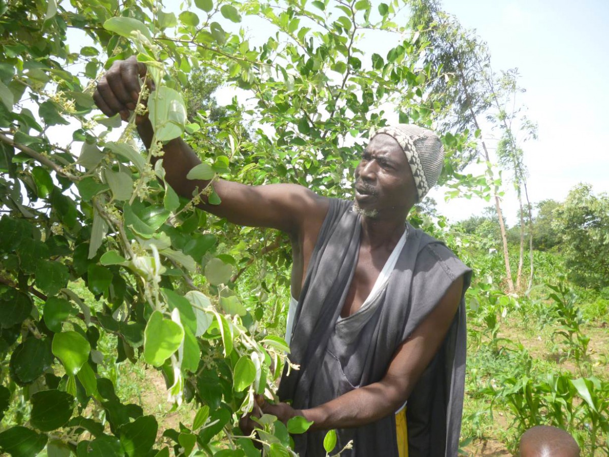Seydou Keïta on his farm where he uses the FMNR method to regrow trees that have been partially cut down in Kolokani, Mali. September 13, 2019. Soumaila Diarra/Thomson Reuters Foundation