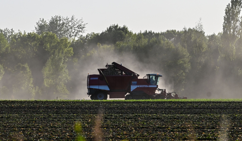 A tractor harvests suger beet on September 20, 2019 in Vendin les Béthune, North of France, as the sugar beet harvesting season enters full swing. AFP / DENIS CHARLET