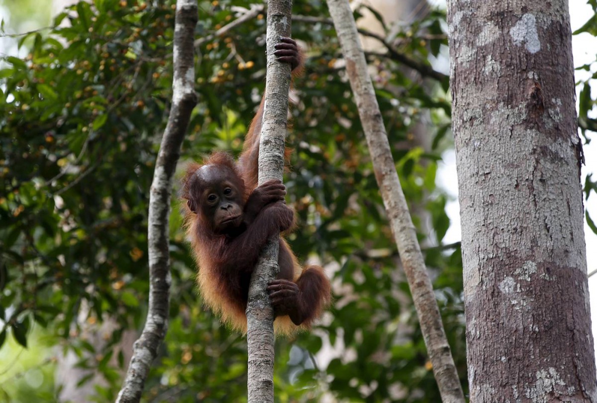  A baby orangutan hangs from a tree at Camp Leakey in Tanjung Puting National Park in Central Kalimantan province, Indonesia, June 15, 2015. Reuters/Darren Whiteside