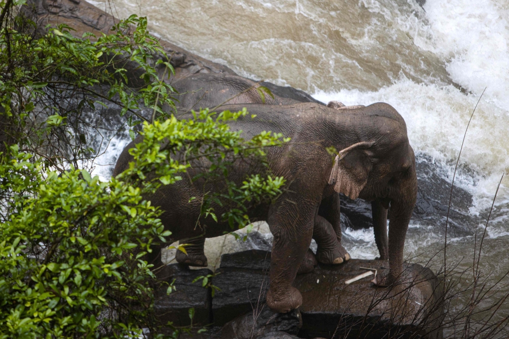 This photo by Thai News Pix taken on October 5, 2019 shows two elephants (one behind the other) trapped on a small cliff at a waterfall at Khao Yai National Park in central Thailand as rescuers work to save them. AFP / THAI NEWS PIX / PANUPONG CHANGCHAI