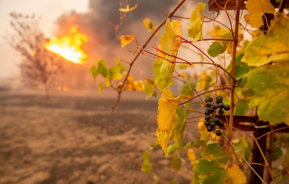 Partially charred grapes hang at a vineyard as a building burns during the Kincade fire near Geyserville, California on October 24, 2019.  AFP / Josh Edelson