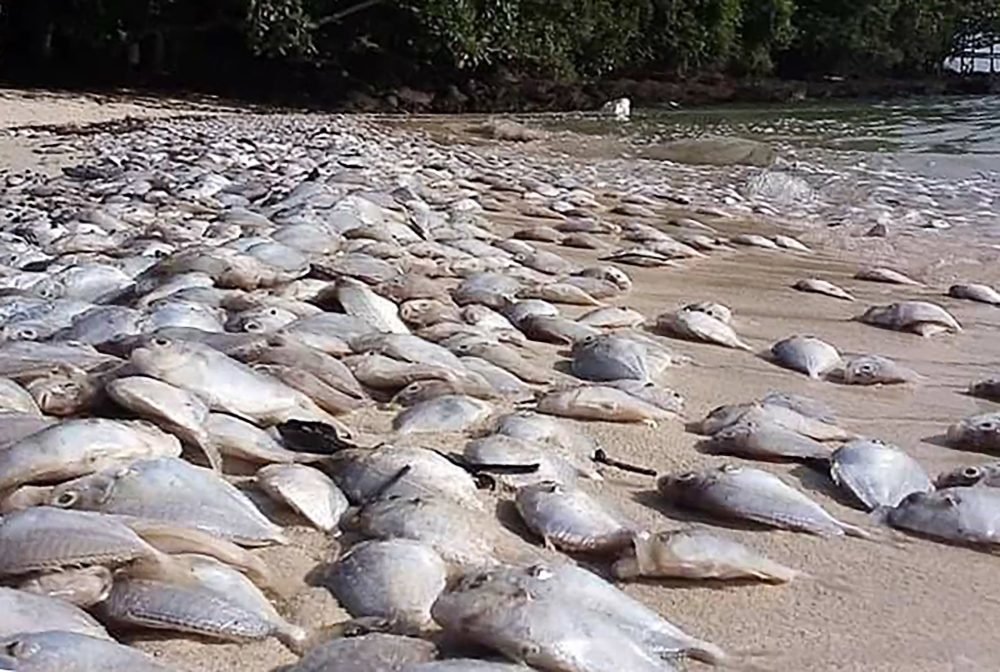 This handout from the Phuket Fisheries Office taken on October 24, 2019, and received on October 26, 2019, shows dead ponyfish on a beach on Koh Naka Yai, east of Phuket. AFP / PHUKET FISHERIES OFFICE 