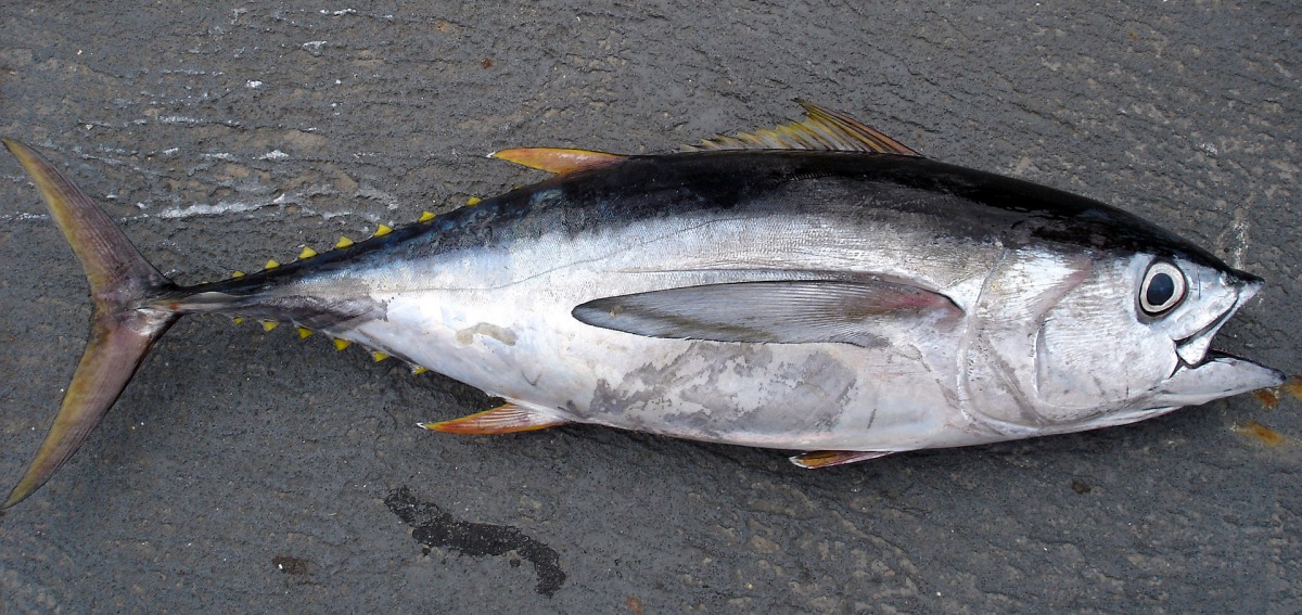 Bigeye tuna (Photo courtesy:  Allen Shimada, NOAA NMFS OST) 