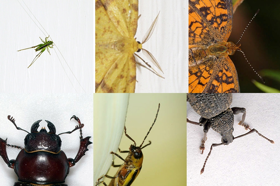 Scientists say insect waste, known as frass, is also a great natural fertiliser and can go back into plantations to help boost palm yields, Crowley said.