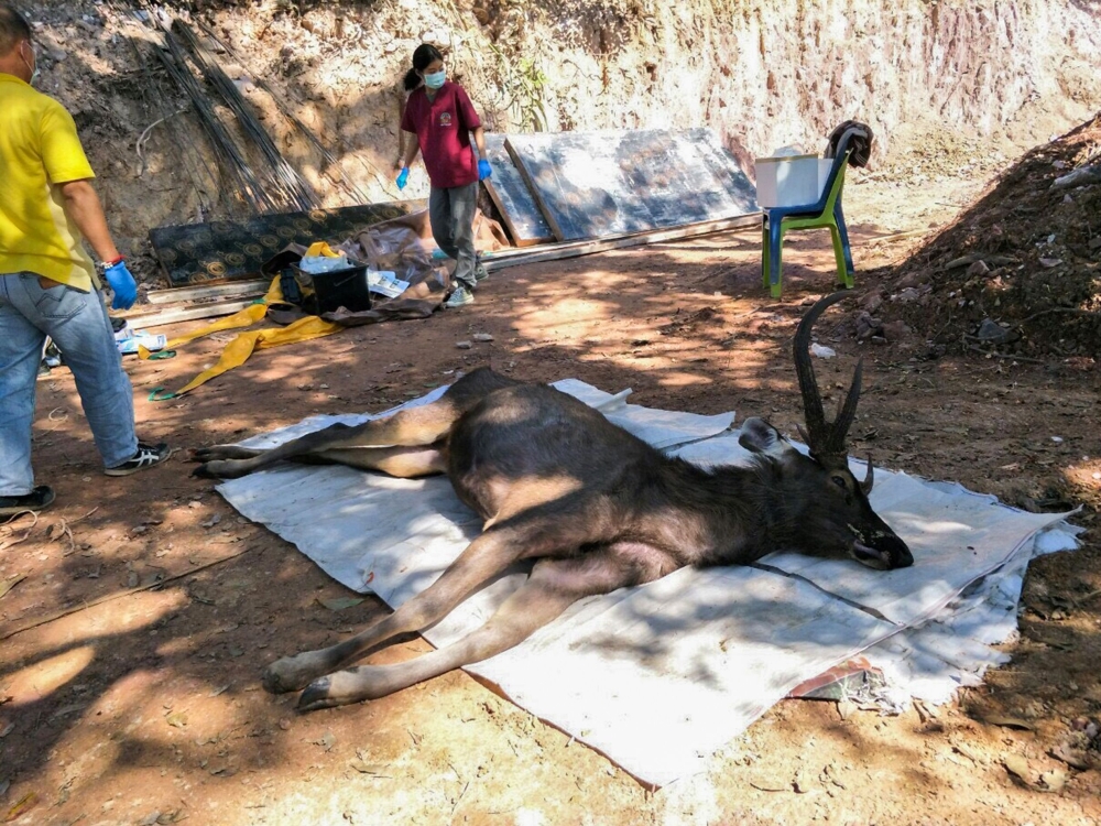 In this handout photo released by the Office of Protected Area Region 13 on November 26, 2019 and taken on November 25, veterinarians prepare to examine a dead deer at Khun Sathan National Park in Thailand's Nan province. AFP PHOTO / Office of Protected A