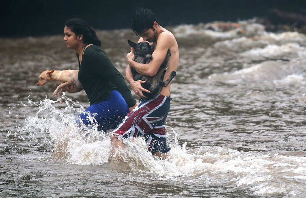 Residents carry dogs through flood waters to dry land after playing in the water briefly on the Big Island on August 23, 2018 in Hilo, Hawaii. Mario Tama / Getty Images / AFP
