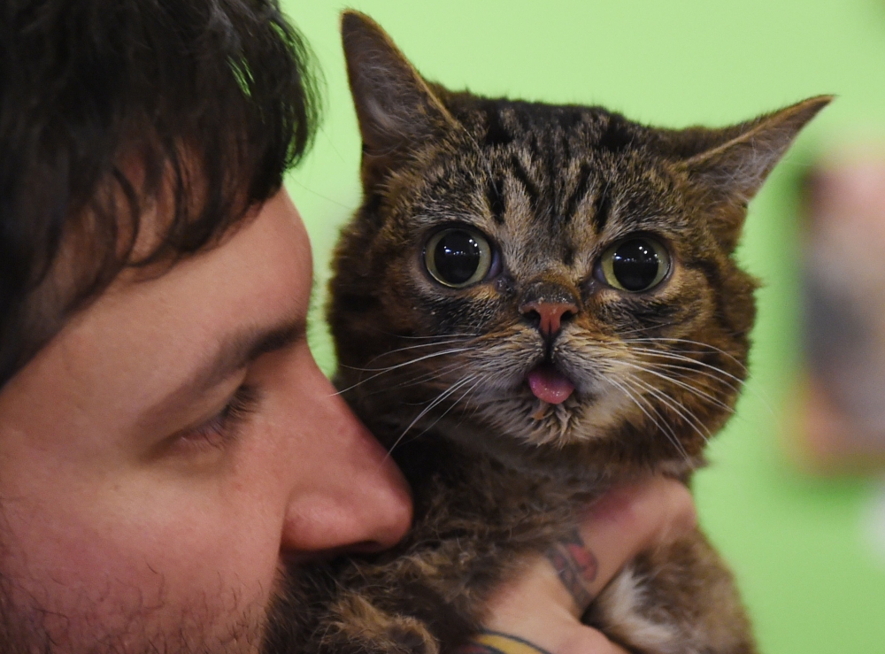  In this file photo taken on June 07, 2015 Internet celebrity cat Lil Bub known for her unique appearance is held by owner Mike Bridavsky at the inaugural CatConLa event in Los Angeles, California./ AFP / Mark RALSTON /